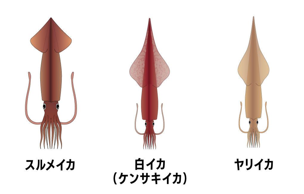 ケンサキイカとヤリイカとスルメイカ。似てるけどどう違うの？