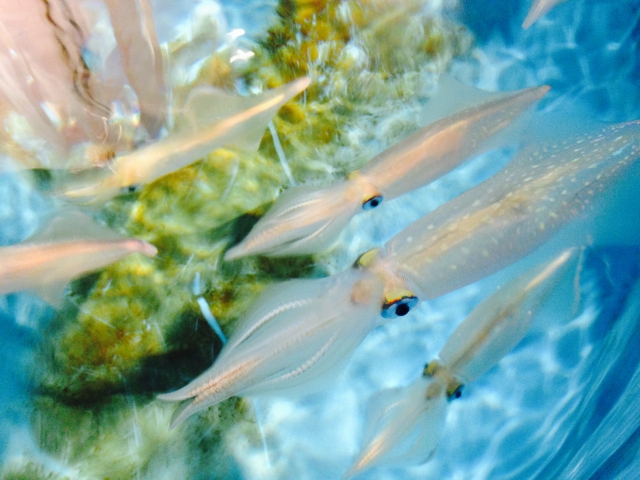 イカって不思議な生物！イカの部位別に解説！知る人ぞ知るイカの秘密教えます！