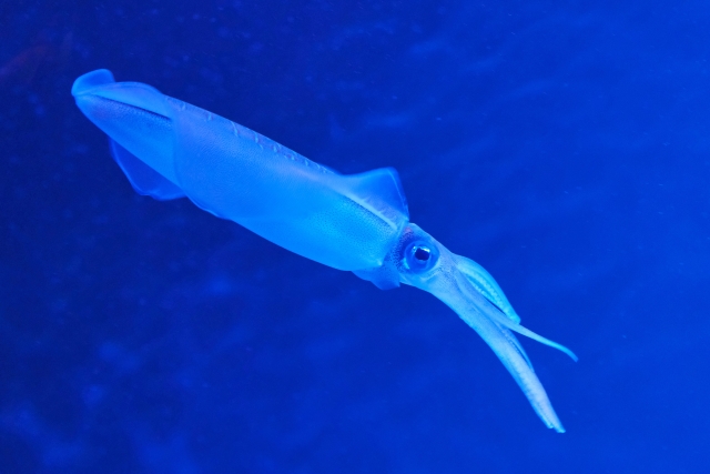 イカって不思議な生物！イカの部位別に解説！知る人ぞ知るイカの秘密教えます！