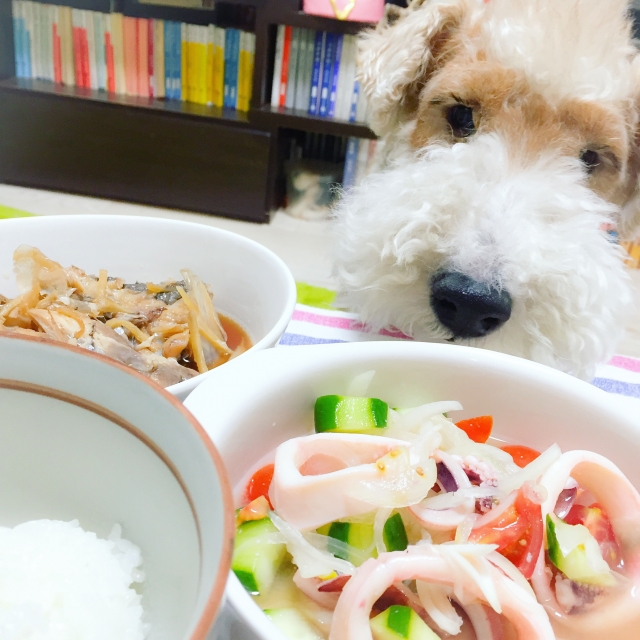 犬が生のイカを食べてしまった！これって大丈夫?何か症状が出る？対処法は？